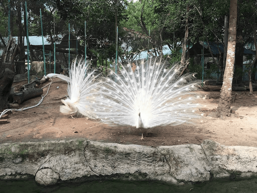 With a mix of open-air habitats and shaded enclosures, this zoo is part of the massive Dai Nam Wonderland complex (Source: Vu Tran - Google Maps)